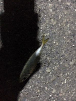 ナイトアジング