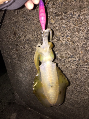 強風の中、今期一番(๑>◡<๑)