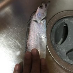 タチウオGET (^^)