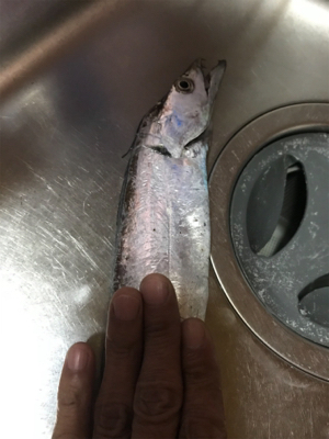 タチウオGET (^^)