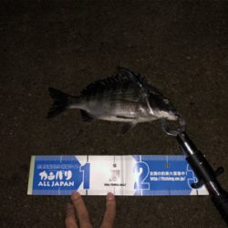 花見川シーバス、チヌ！！