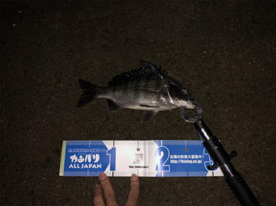 花見川シーバス、チヌ！！