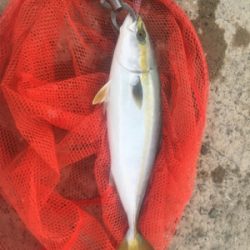 タチウオのちハマチのち‥