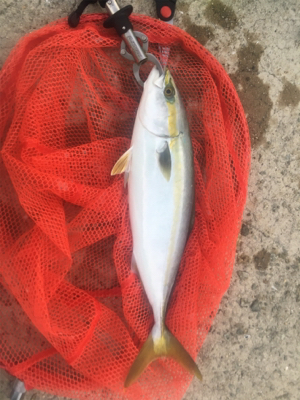 タチウオのちハマチのち‥