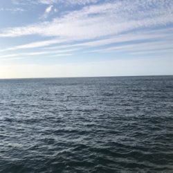 アオリイカ釣果