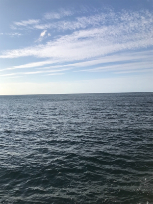 アオリイカ釣果