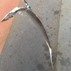 タチウオ渋め？