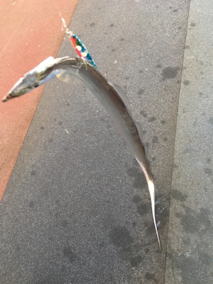 タチウオ渋め？