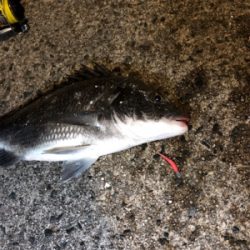 アジングのつもりが…