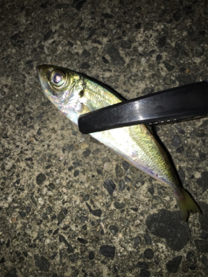 台風前アジング