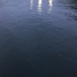 アオリイカ釣果