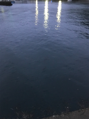 アオリイカ釣果