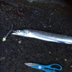 台風前タチウオ