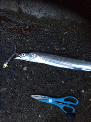 台風前タチウオ