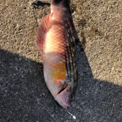 黒井→直江津ハッピー