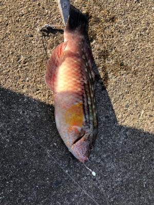 黒井→直江津ハッピー