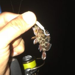 台風が来る前に サビキとライトゲーム