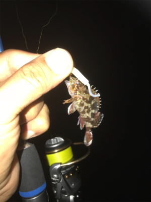 台風が来る前に サビキとライトゲーム