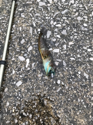 フェリー待ちの暇つぶしに