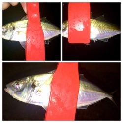 台風前アジング