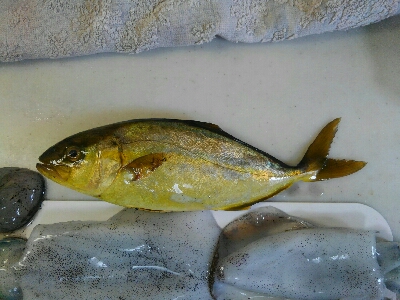 もう少し早かった