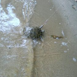 いい時期になりましたな