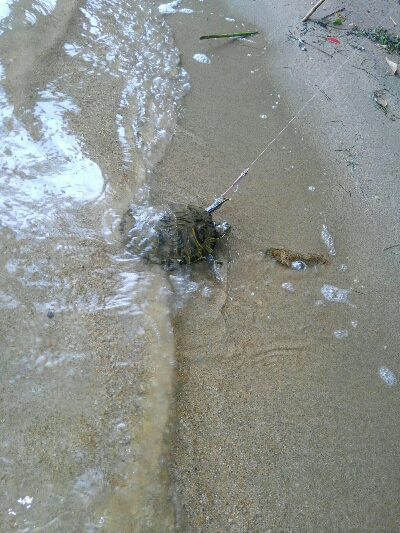 いい時期になりましたな