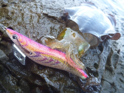 アオリイカ調査