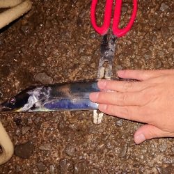 今シーズンの初タチ釣行