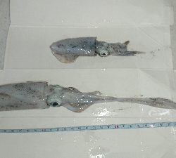 エギングのちアジング