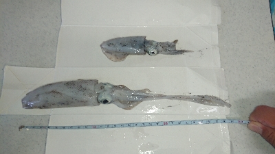 エギングのちアジング