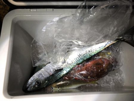 サゴシが釣れました！