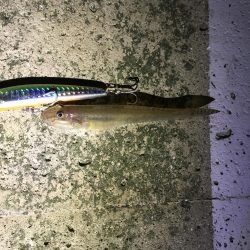 今夜はチーバスのみ、、