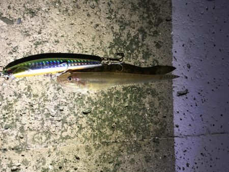 今夜はチーバスのみ、、