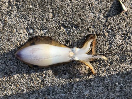 アオリイカ ヤエンで10杯