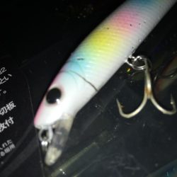 塚本橋下シーバスゲーム