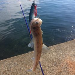 舞鶴港うろうろ ＊＊ング（笑）