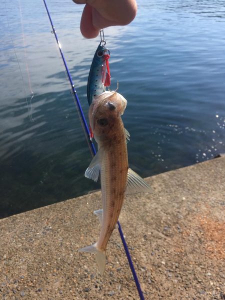 舞鶴港うろうろ ＊＊ング（笑）