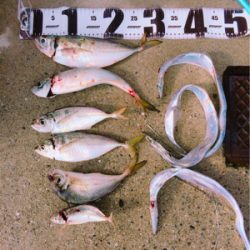 秋のアジ祭り！