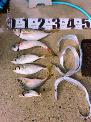 秋のアジ祭り！