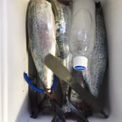 サゴシ爆釣！珍客も！