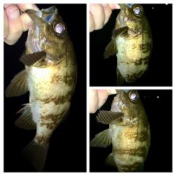 台風直前アジング