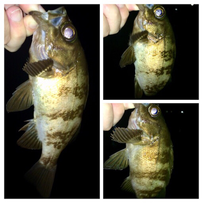 台風直前アジング