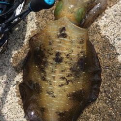 朝まずめエギング