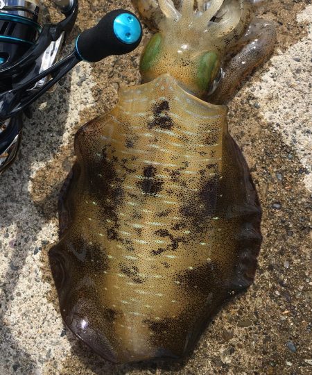 朝まずめエギング