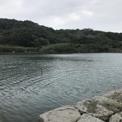 シーバス（エギングの片手間に）