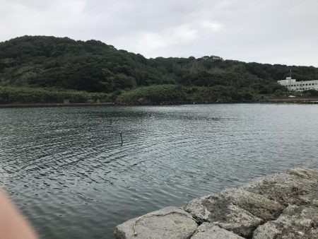 シーバス（エギングの片手間に）