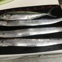 タチウオ入れ食い！