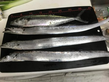 タチウオ入れ食い！