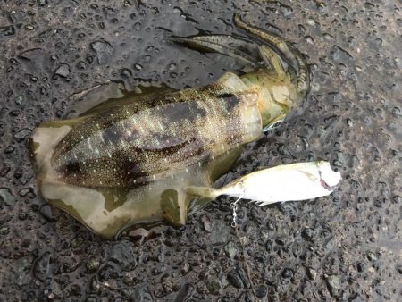 今シーズン初ヤエン